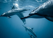 百家乐：一场在灯光与气息里缓缓展开的优雅对决